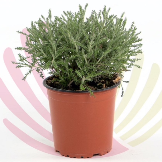 Santolina chamaecyparissus - P225010V0010Z00010